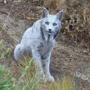 Unchained_Chaos's profile picture. Felino