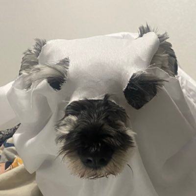 FrijolitoBri's profile picture. Please don’t ask me hard questions