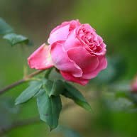 deblyn727's profile picture. 