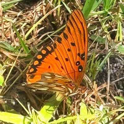 soothsayer1960's profile picture. 