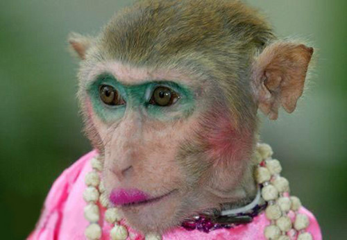 The first and the worldfamous twittermonkey