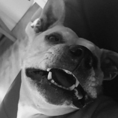 DappreDolberg's profile picture. Nederlander.