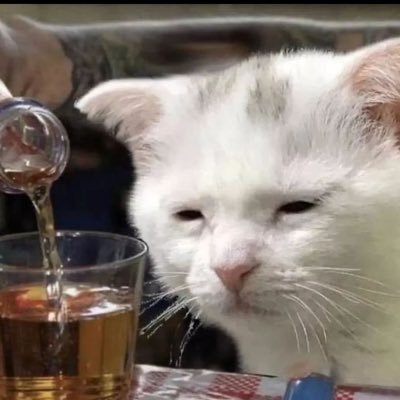 FoolishSillyCat's profile picture. $EOSE + prediction markets + tech stuff + american nationalist (no probably not the way you're thinking)