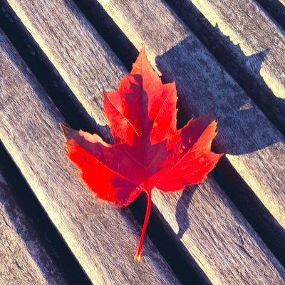 Plumeria8405's profile picture. 100% born in Canada. My happy place when I travel is anywhere tropical. Also lover of dogs & horses. Trying to stay sane in this insane world. 🩷🩷🩷🌺🌺🌺