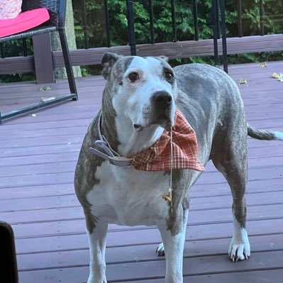 joejimbob439's profile picture. 