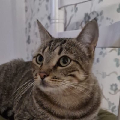 bluerawrvioli's profile picture. ⚡️she/her ENFJ-A⚡️me gustan los perritos, los musicales, los libros y las aceitunas || Cosmere 🪐 || Stardew Valley 👩‍🌾 || Studio Ghibli 🌾 || @smolivpaw 💭