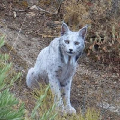 Aleximandro01's profile picture. Dios✝️, España🇪🇦 y Atleti🏧❤🤍❤