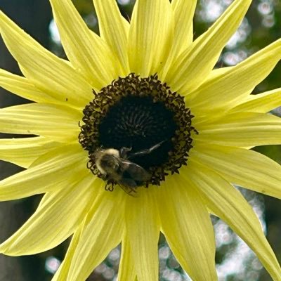 SchmimHolly's profile picture. Thought muller and sharer 🤔🧐🤓🙃