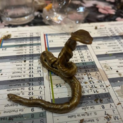 BeduszTwt's profile picture. 