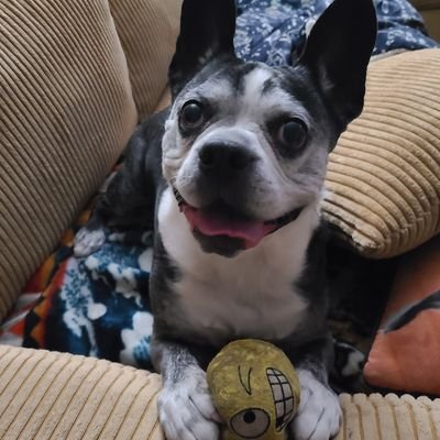 Zandermanderth1's profile picture. Fun loving Boston Terrier. Fetch is life. Former shelter pet now living the good life.
birthday July 29th