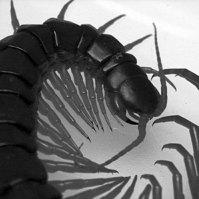 leviathm's profile picture. 18