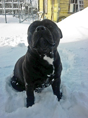 CjIgor's profile picture. Спасибо хозяину за созданный для меня твит. Люблю Говяжьи кости, Сучек, Энергичные прогулки и свой коврик в прихожей, Велком, ГАВ! (Есть такой смайл?)