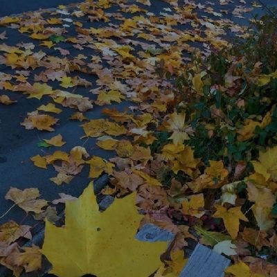 AmyDawnAsher's profile picture. XOXO Momma34 🌞 Sunshine chaser & cuddle enthusiast 🐾 Lover of giggles, rainbows & cozy July vibes ✨.