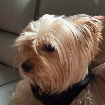 iluvgnocchisoup's profile picture. RAHHHHH