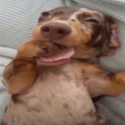 sanadjaboo's profile picture. 