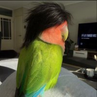 Pedro Plumo Loco (@ydal_fr) 's Twitter Profile Photo