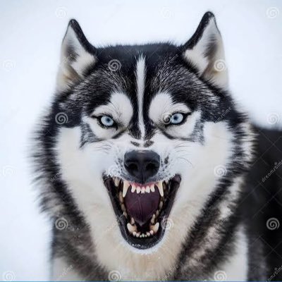 xHuskyMeta's profile picture. 