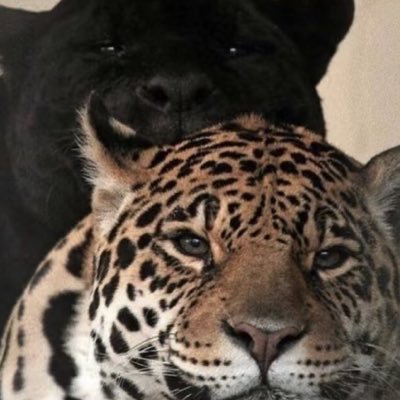 jenny1981619_en's profile picture. 前教師 | 加密市場觀察者與獨立交易員，用教育的耐心，做時間的朋友，探索區塊鏈的廣袤世界，專注於加密資產配置、宏觀趨勢與交易心理學的分享。 堅信理性與知識是市場中最穩定的“Alpha”。 專注BTC和ETH解析。