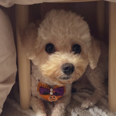 r_kirakira's profile picture. ゲームと日常アカウントです 好きなゲームはファンタジーライフ や牧場物語やどうぶつの森 ゆあほぷスローライフ系です 人がプレイしてる ゲームのTwitter見るのも好きです今はファンタジーライフにはまってます ミニピンとプードル飼ってます 偏見でエロ垢 胸元だけの垢 投資系 遠慮なく報告ブロックします