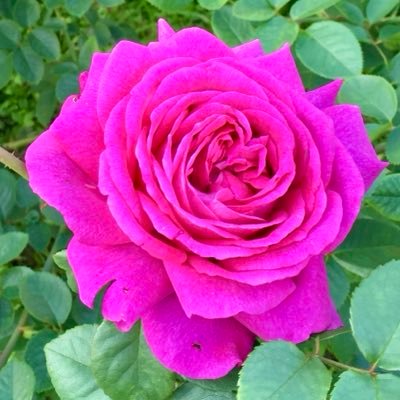 kuwamidu's profile picture. 「くわみづき」です✨エブリスタをメインに大人向け🍸の恋愛小説(現代物)を書いてます。2025．10～めちゃコミックオリジナルにてコミカライズ配信開始しました！（詳しくはhttps://t.co/cJxTKlS4Dzをご覧ください）書店とカフェが癒しの空間。読書の時間は至福の時✨猫に癒される毎日です💕