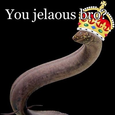 Jeffyboythought's profile picture. 