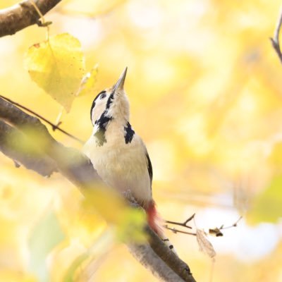 kanseian_'s profile picture. 『清心観省』の道へ|内省をビジネスと人生へ|BBT大学→コンサル会社7年→現:個人のマーケティングコンサル&研修講師|事業継承の農園カフェ運営|ベリー農家見習い修行中|『観省庵』管理人|野鳥の会|健康オタク|分析等のお仕事依頼はDMまでお願いします。#ひとり分析 タグの人