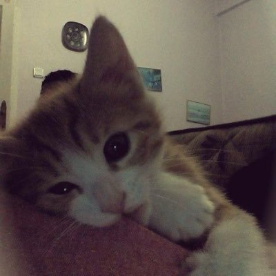 aimyrabellevlr's profile picture. 