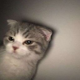 _callmeitsnuy's profile picture. Not perfect, just better