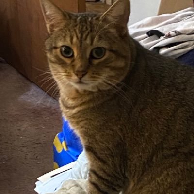 SBeest4's profile picture. I am a Mom and grandmother loves cats & dogs .  Volunteer local shelter No DM