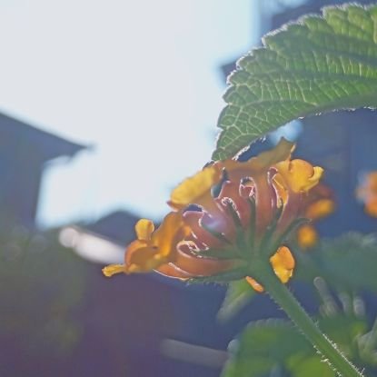 Gladi0luz's profile picture. 