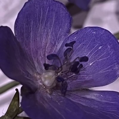 Blaschka_Studio's profile picture. Private D.C. atelier creating  glass-floral arrangements & custom botanical art pieces / Reigniting old-world artistry for the 21st century.