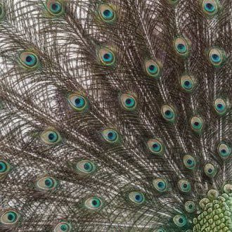 Voo528051652653's profile picture. 