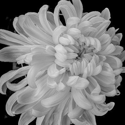 buraburabose's profile picture. photographer // GR4  GRIV and X-H2 ,sony a7cⅡ