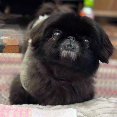 jonaspchc's profile picture. foque em você!