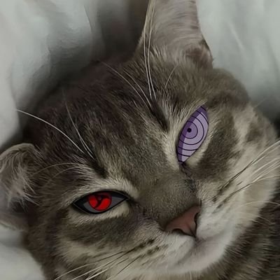 x2furryC8's profile picture. 1% Better Everyday