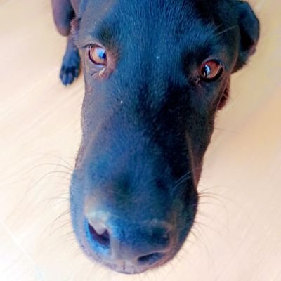 solna_dog's profile picture. 