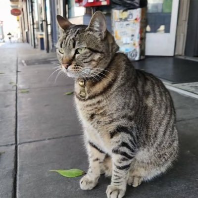 KitKatSolana_'s profile picture. Immortalizing KitKat. RIP 10/28/2025

EnbYiKqWdzKfuN12QZ33tYm9ysy4Bjhpf7XU2RY3pump