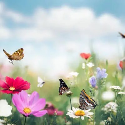 fx_ath's profile picture. Vet