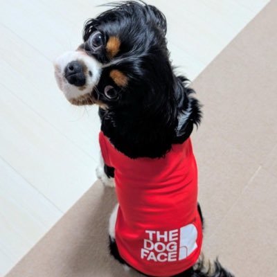 114514kakarotto's profile picture. 自営業でオーナーやってます。地元は火の国、3人兄弟の次男、末っ子、実家の事は兄弟に任して自由気ままに人生趣味で生きてます。面白い事大好き、普段ふざけてます。ふざけて笑い転げるのは卒業しました🙄相方から結婚か引退か圧られてます。結婚しても🤡だけは許してくれました