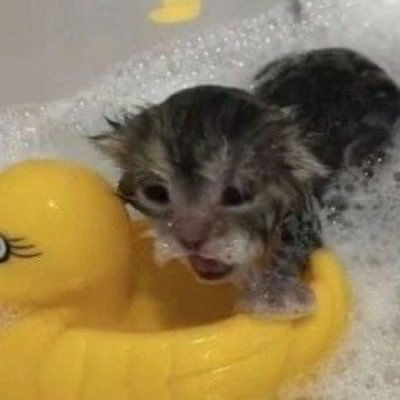 fucjthisshitt's profile picture. 