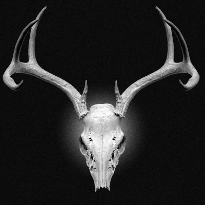 Chipp_Mittens's profile picture. MDNI || 20yrs