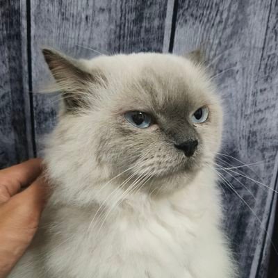 thatuglywitch's profile picture. 199x