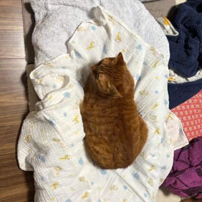 RenMamm1021's profile picture. 橘 蓮(@Tachibana_REeeN)の子育て垢です。 育児関連の投稿メインでしていきます！ 2025.10.21👶boy