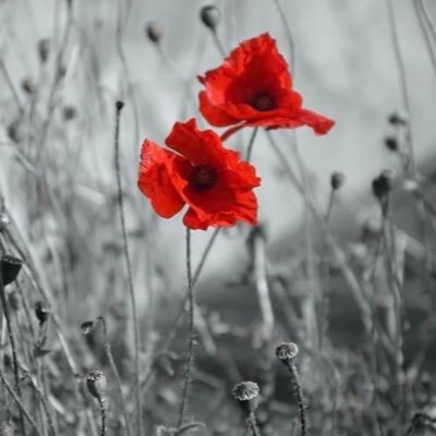 tttsy3x's profile picture. 