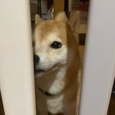 kiha1000's profile picture. ぬいハチ68636 水無月 ぬいすず C-12 98藤 ぬいしろ 赤詰 マスターです。 鉄道系 ゲームの配信や実写動画の投稿してます。https://t.co/xniPmQWNDo 配信タグ #ネティオCh