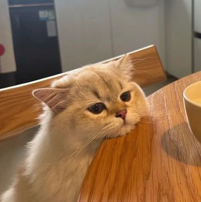 duchessoftemcy's profile picture. sedang visit di negara bagian lain