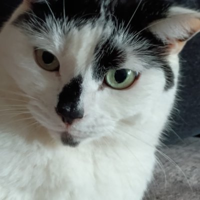 Blue_Baldie3KRO's profile picture. #IStandwithIsrael Sometimes Get banned off here.
Bluenose, Reform UK member and supporter. Views my Own. @MollyTheCat25 back up (APolitical)