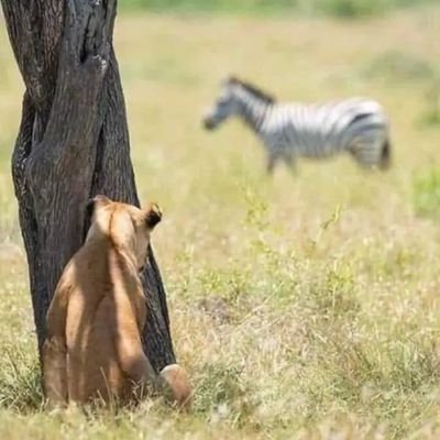 Thedonclesh826's profile picture. Serologist🩸and Numismatists 🪙 

Butterfly emerging from its cocoons  
  
Chelsea FC 💙💙💙