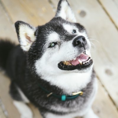 Ana02102056's profile picture. 見る専用アカウントです。心穏やかにTwitterを眺めていたい。 実家の黒柴シニアわんこLOVE。愛犬に課金しつつ、美容にも惜しまず、読書もひっそり。 動物、短歌、日舞、絵画、着物、ドレス、美容医療、乱歩（耽美と怪奇寄り）など、美しいものが好き。 何より美しいのは我が夫。LOVE Forever。