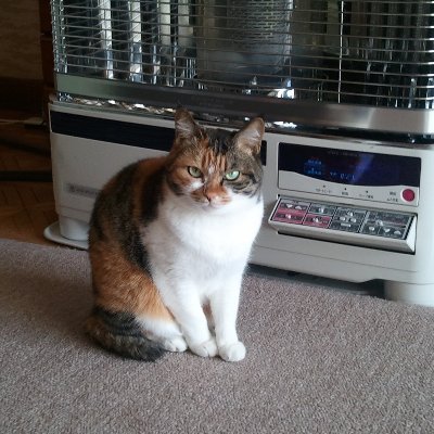 karin_plus24's profile picture. 政治垢　無党派になりたい、国民民主党超消極的支持
高市さんには頑張ってほしい